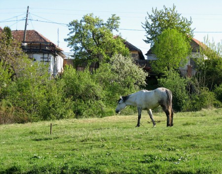 Életkép